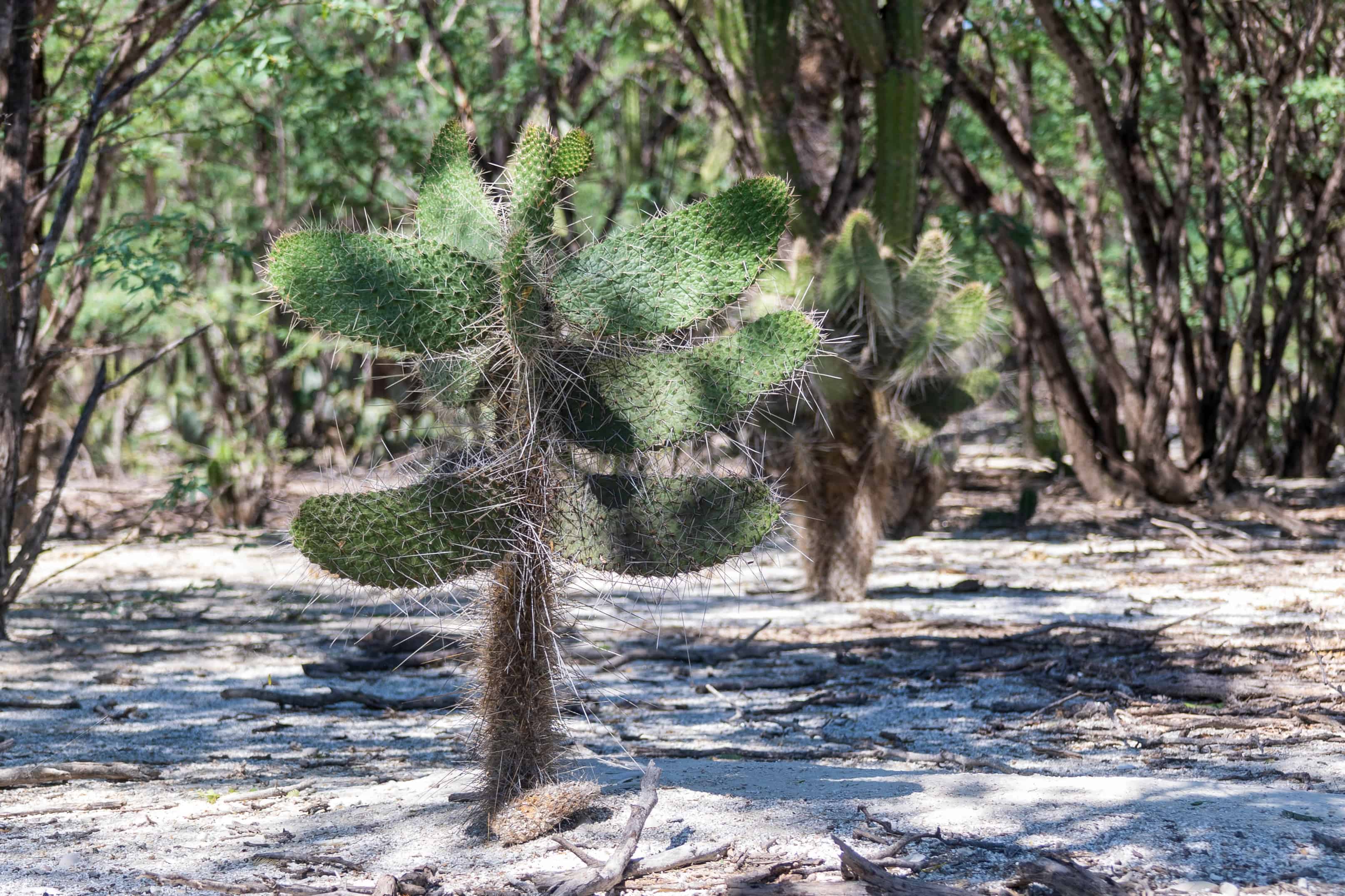 El proyecto busca mitigar degradación de uno de los ecosistemas más diversos de la isla. 