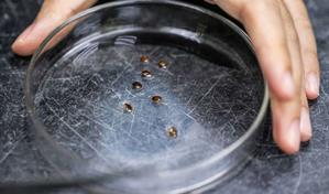 Científicos de Malasia reclutan chinches como detectives para esclarecer crímenes