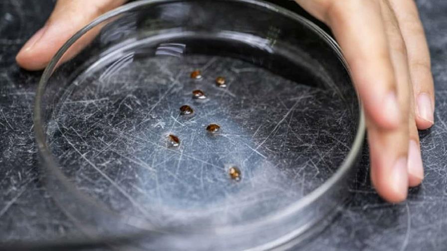 Científicos de Malasia reclutan chinches como detectives para esclarecer crímenes