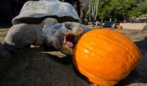Gramma, la tortuga reina del zoológico de San Diego, muere a los 141 años