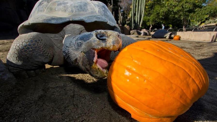 Gramma, la tortuga reina del zoológico de San Diego, muere a los 141 años