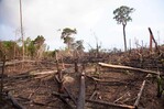 Informe revela una reducción de la deforestación mundial aunque su tasa sigue siendo alta