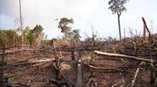 Informe revela una reducción de la deforestación mundial aunque su tasa sigue siendo alta