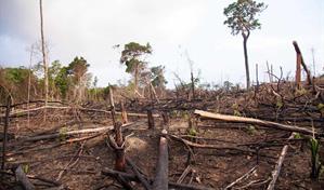 Informe revela una reducción de la deforestación mundial aunque su tasa sigue siendo alta