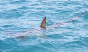 Una mujer muere y un hombre resulta gravemente herido tras ataque de tiburón en Australia