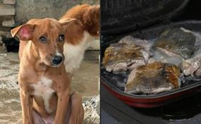 La prohibición de la carne de perro genera controversia en Yakarta