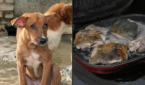 La prohibición de la carne de perro genera controversia en Yakarta