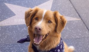 Indy, el perro de Good Boy, hace historia al ser nominado a los Astra Awards 2025