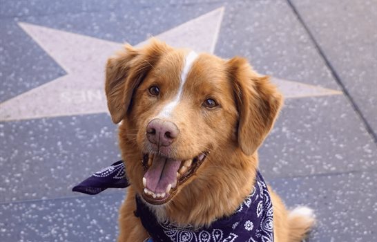 Indy, el perro de Good Boy, hace historia al ser nominado a los Astra Awards 2025