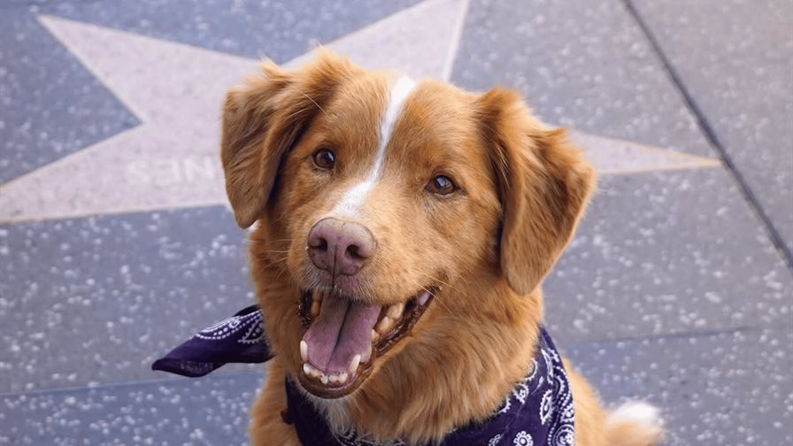 Indy, el perro de Good Boy, hace historia al ser nominado a los Astra Awards 2025