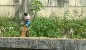 Una leona mata a un joven que ingresó a su recinto en un zoo de Brasil