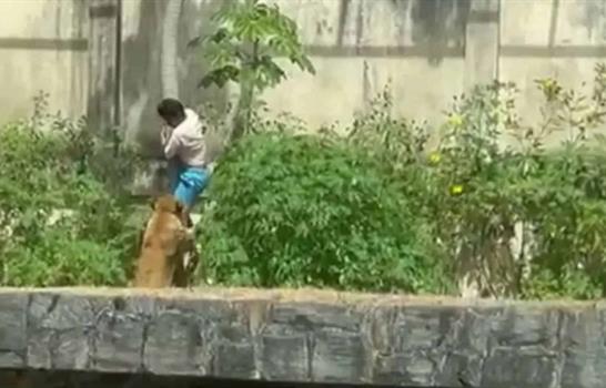 Una leona mata a un joven que ingresó a su recinto en un zoo de Brasil