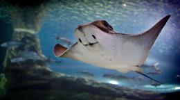 Prohibido el comercio mundial de manta raya, tiburón ballena y tiburón oceánico