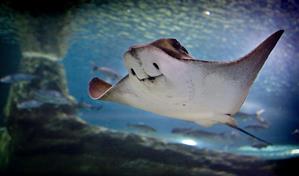 Prohibido el comercio mundial de manta raya, tiburón ballena y tiburón oceánico