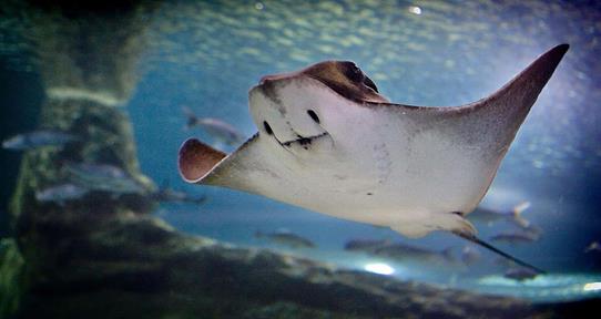 Prohibido el comercio mundial de manta raya, tiburón ballena y tiburón oceánico