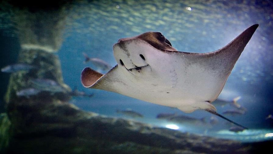 Prohibido el comercio mundial de manta raya, tiburón ballena y tiburón oceánico Prohibido el comercio mundial de manta raya, tiburón ballena y tiburón oceánico