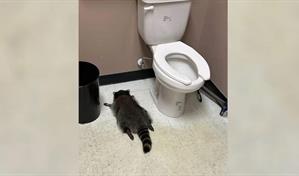 Un mapache se emborracha y es encontrado desmayado en el baño de una licorería en EE. UU.