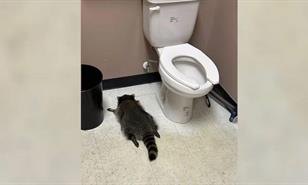 Un mapache se emborracha y es encontrado desmayado en el baño de una licorería en EE. UU.