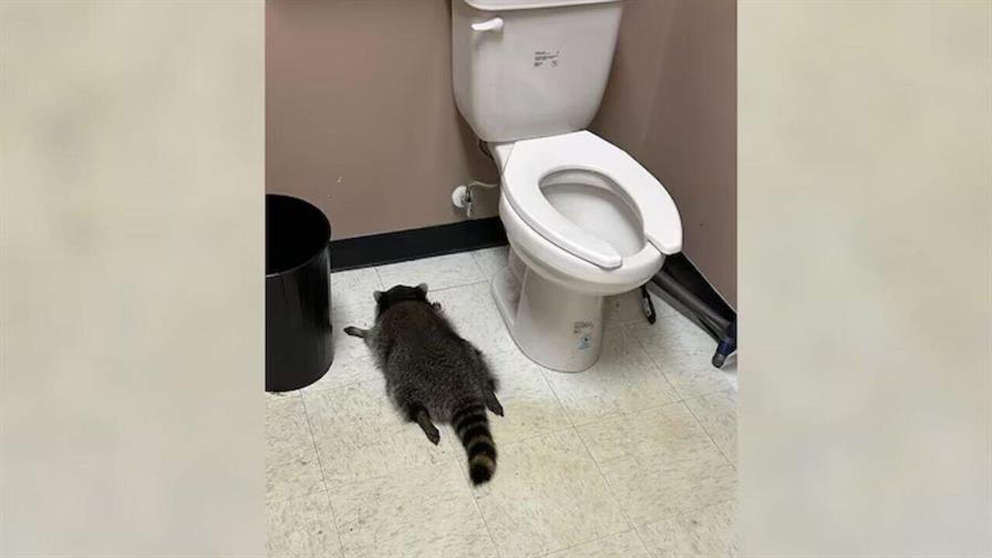 Un mapache se emborracha y es encontrado desmayado en el baño de una licorería en EE. UU.