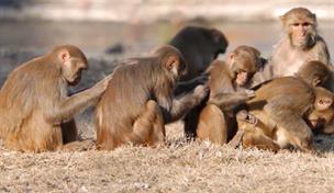 Importaci&oacute;n de especies ex&oacute;ticas enfrenta a la Academia de Ciencias y el Zool&oacute;gico Nacional