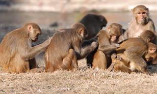 Importación de especies exóticas enfrenta a la Academia de Ciencias y el Zoológico Nacional