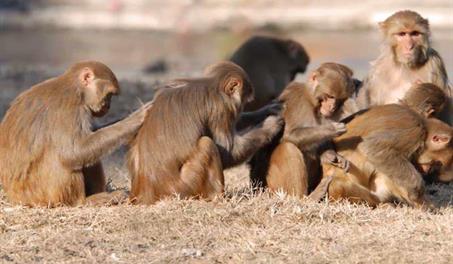 Importación de especies exóticas enfrenta a la Academia de Ciencias y el Zoológico Nacional