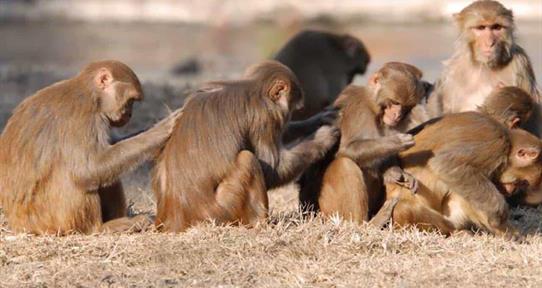 Importación de especies exóticas enfrenta a la Academia de Ciencias y el Zoológico Nacional