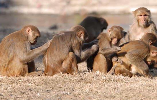 Importación de especies exóticas enfrenta a la Academia de Ciencias y el Zoológico Nacional