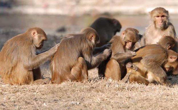 Importación de especies exóticas enfrenta a la Academia de Ciencias y el Zoológico Nacional
