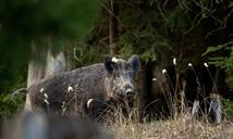 RD suspende la importación de carne cerdo desde España tras la detección de peste porcina