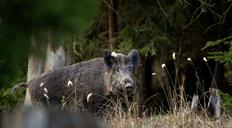 RD suspende la importaci&oacute;n de carne cerdo desde Espa&ntilde;a tras la detecci&oacute;n de peste porcina