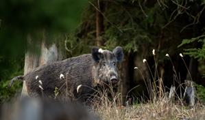 RD suspende la importación de carne cerdo desde España tras la detección de peste porcina