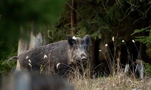 RD suspende la importación de carne cerdo desde España tras la detección de peste porcina