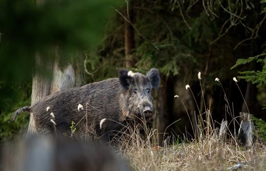 RD suspende la importación de carne cerdo desde España tras la detección de peste porcina