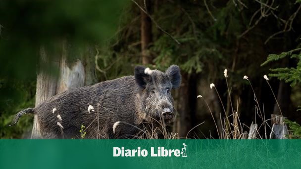 RD suspende importar productos del cerdo desde España por la PPA