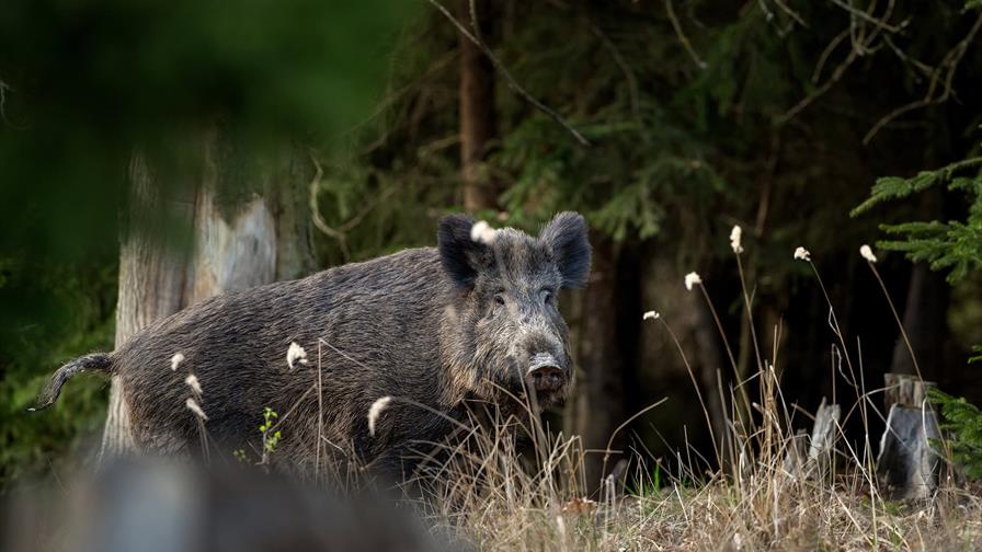 RD suspende la importación de carne cerdo desde España tras la detección de peste porcina RD suspende la importación de carne cerdo desde España tras la detección de peste porcina