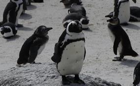 Pingüinos de El Cabo sufrieron una hambruna masiva en Sudáfrica, según un estudio