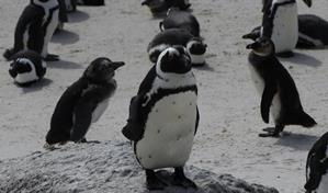 Pingüinos de El Cabo sufrieron una hambruna masiva en Sudáfrica, según un estudio