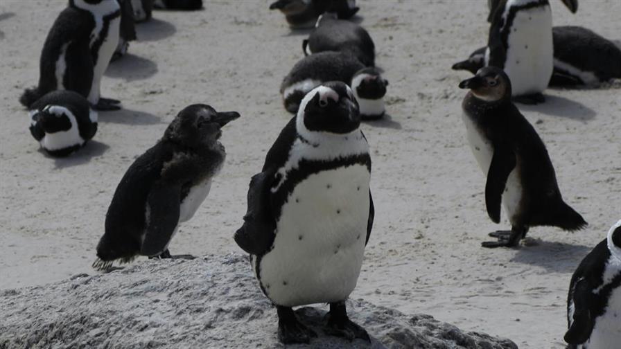 Pingüinos de El Cabo sufrieron una hambruna masiva en Sudáfrica, según un estudio