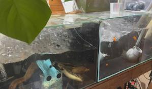 Al menos 30 heridos en Jap&oacute;n tras terremoto de magnitud 7.5