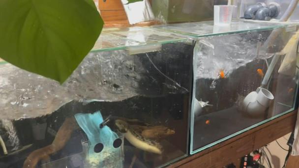 Al menos 30 heridos tras potente terremoto en Japón