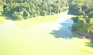 Medio Ambiente atribuye cambios en la presa de Hatillo al crecimiento de algas