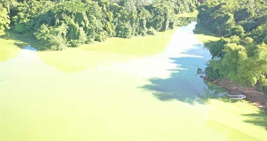 Medio Ambiente atribuye cambios en la presa de Hatillo al crecimiento de algas