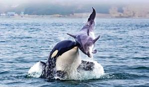 Graban por primera vez cómo las orcas y los delfines cazan juntos y comparten el botín