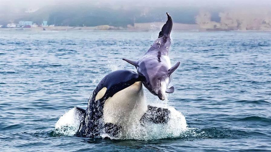 Graban por primera vez cómo las orcas y los delfines cazan juntos y comparten el botín