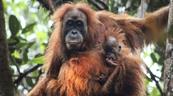 Inundaciones en Indonesia amenazan unos orangutanes al borde de la extinción