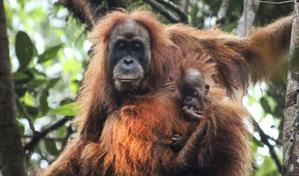 Inundaciones en Indonesia amenazan unos orangutanes al borde de la extinci&oacute;n
