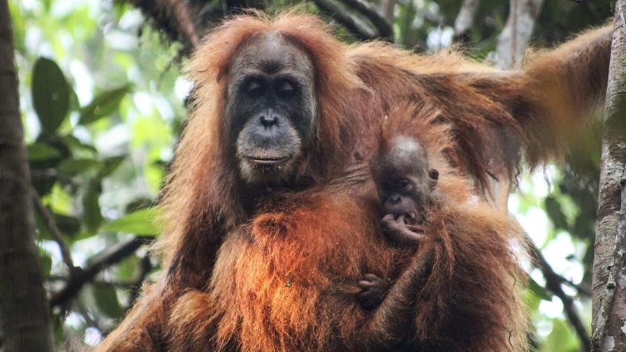 Inundaciones en Indonesia amenazan unos orangutanes al borde de la extinci&oacute;n