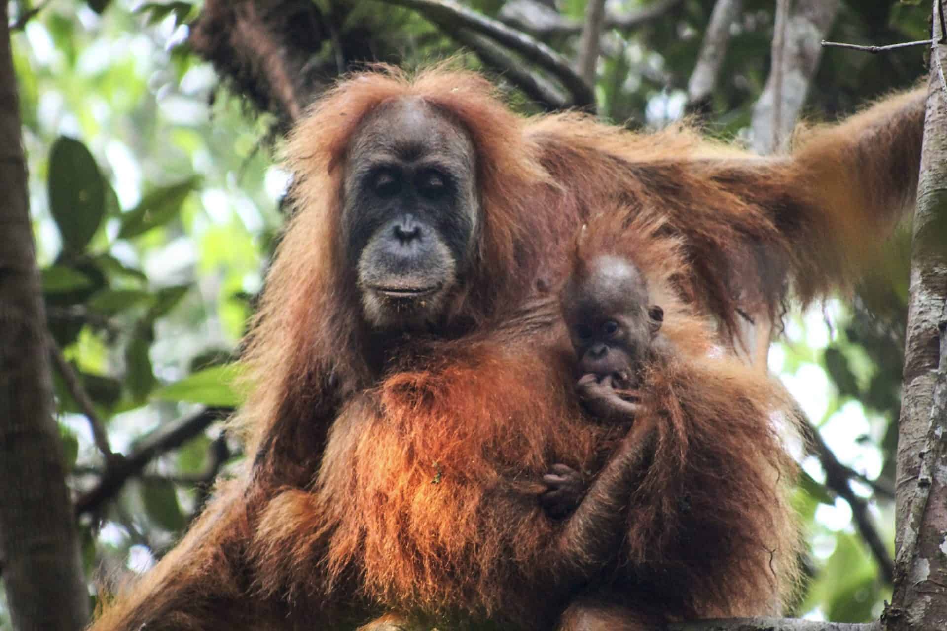 Inundaciones en Indonesia amenazan orangutanes amenazados Inundaciones en Indonesia amenazan orangutanes amenazados