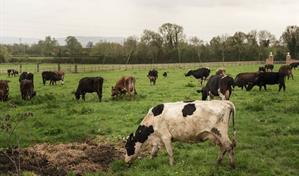 El sacrificio de ganado en Francia reaviva la ira del sector agrícola